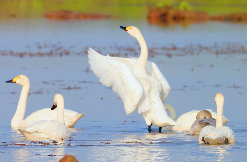 习近平向乌拉圭当选总统奥尔西致贺电