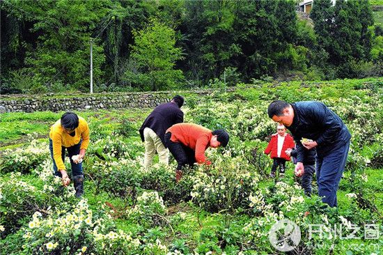 郑州商品交易所:服务新疆红枣产业发展 助力推进乡村全面振兴