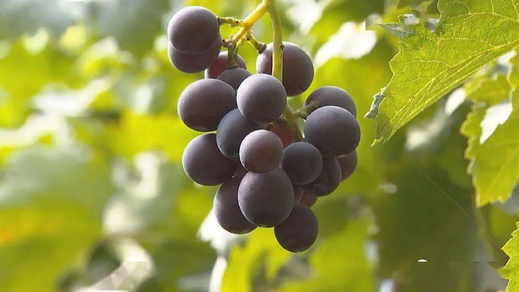 热带水果何以“扎根”戈壁滩?