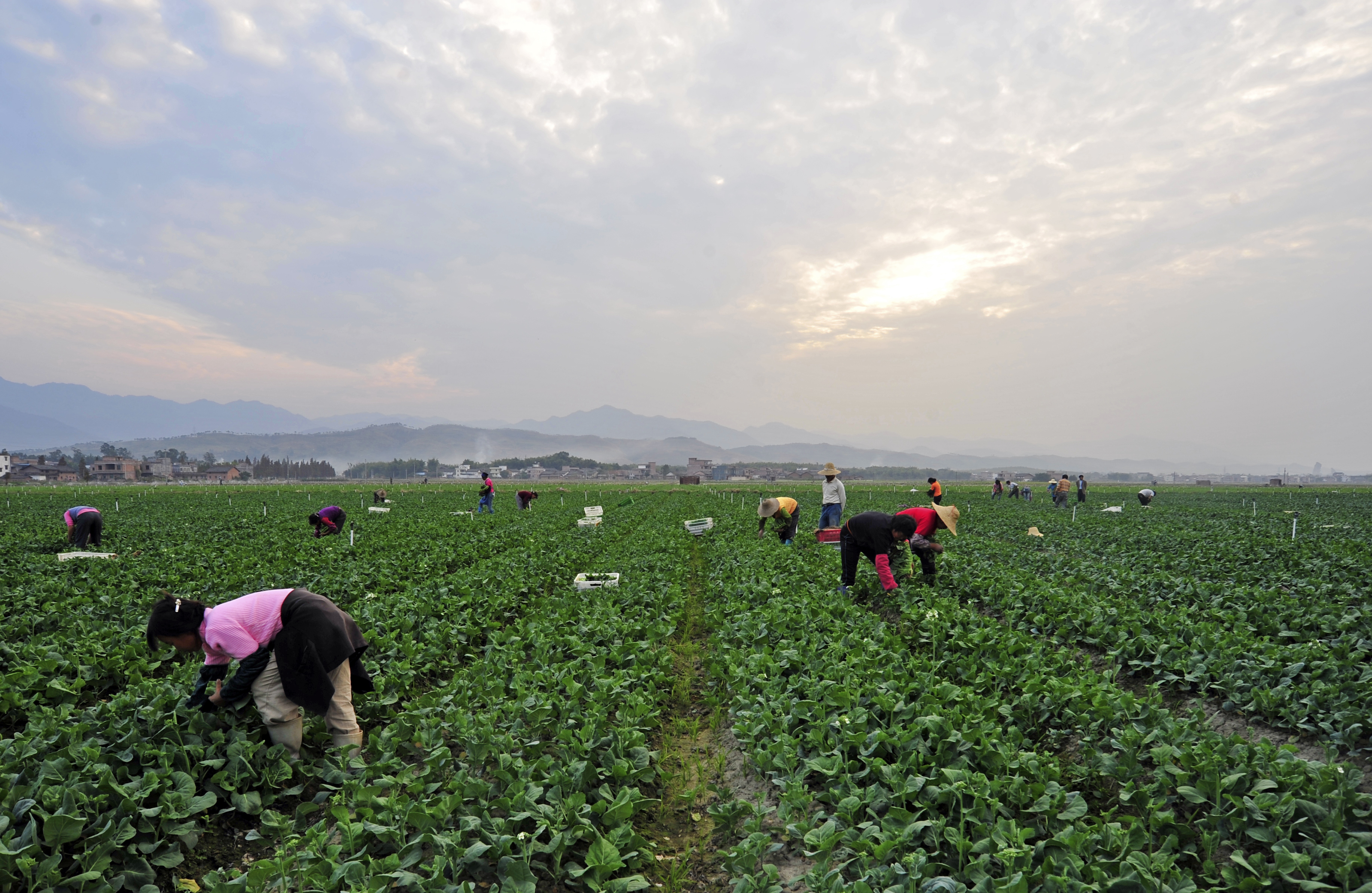 新能源转型为粤港澳大湾区建设注入“绿色动力”