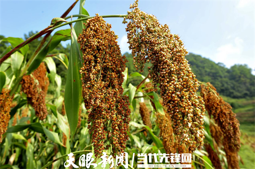 中农发(北京)粮油有限公司成立