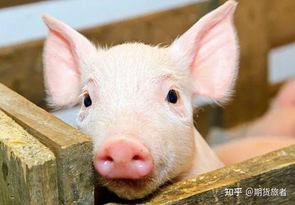 生猪期货四周年：企业防风险 中小农户保收益