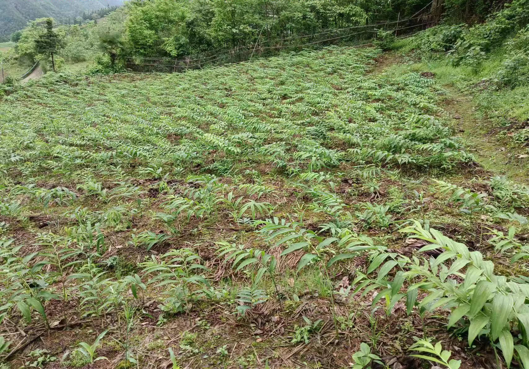 浙江经营主体达1095.17万户
