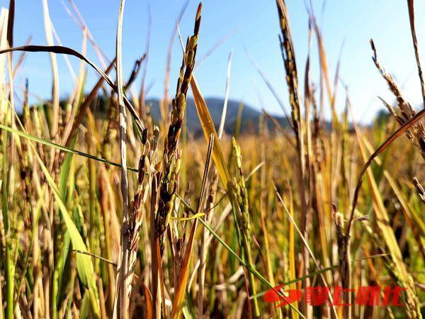 政策暖风劲吹 入境游蓬勃发展