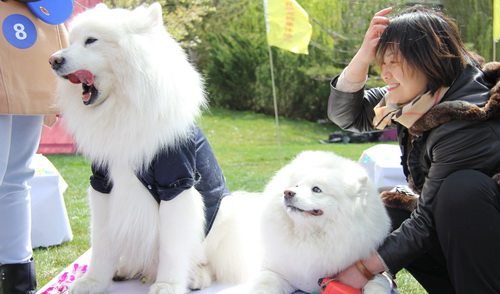 小萌宠撬动大经济 春节宠物消费将迎热潮