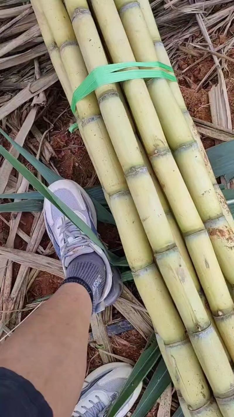 一根甘蔗的N种可能——云南产糖大县耿马甘蔗综合利用观察