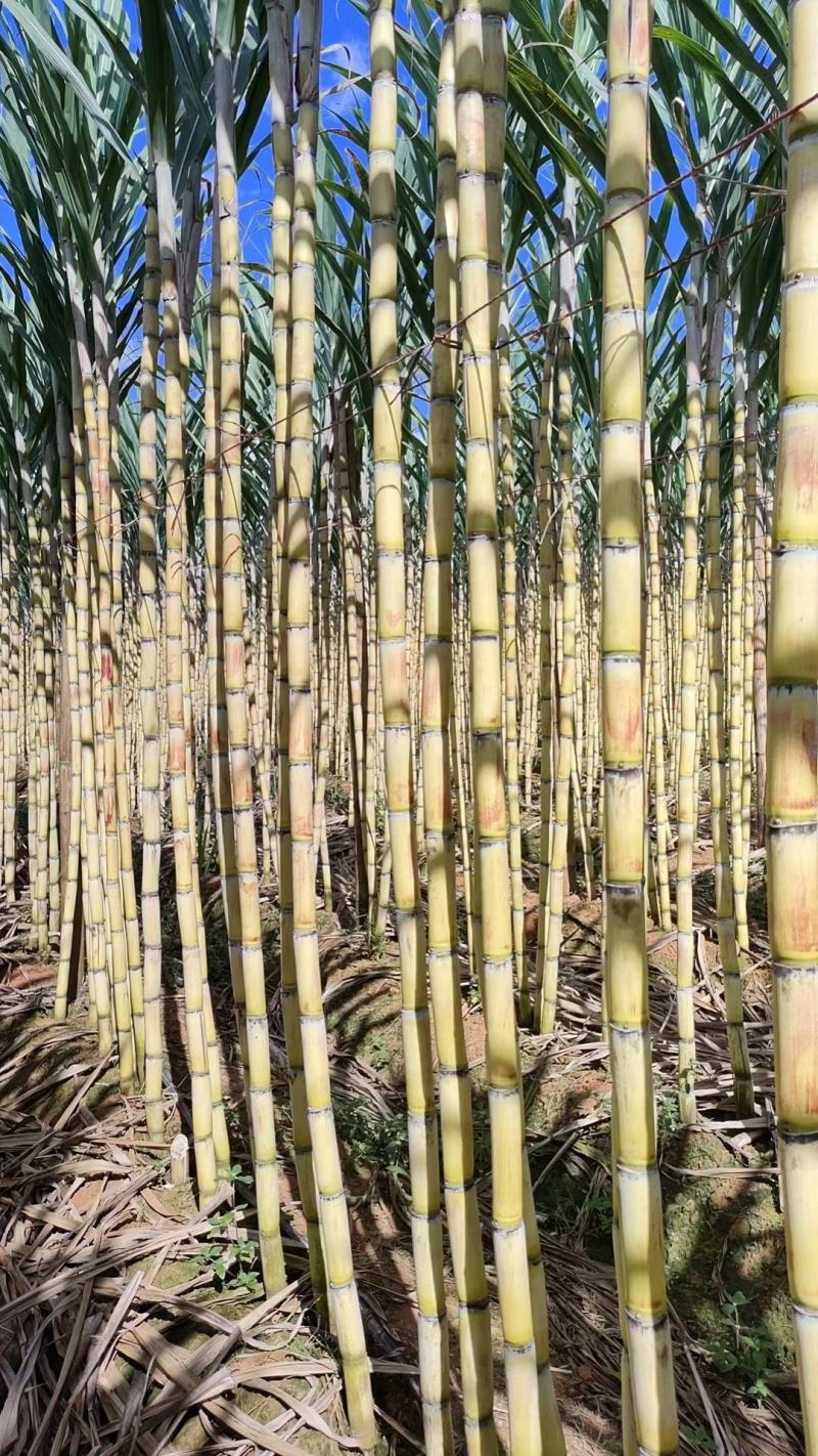 一根甘蔗的N种可能——云南产糖大县耿马甘蔗综合利用观察