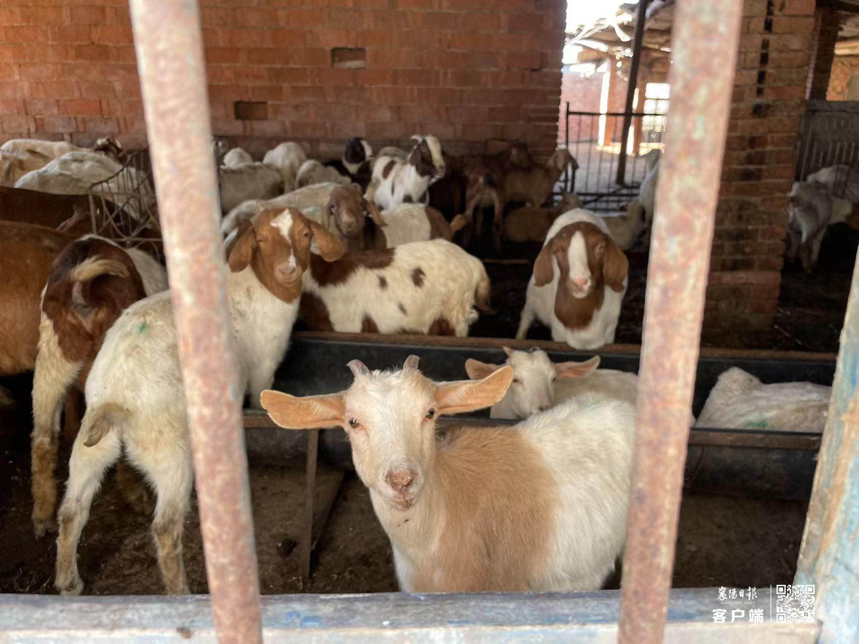 两会青年说|90后“羊倌”的乡村振兴梦