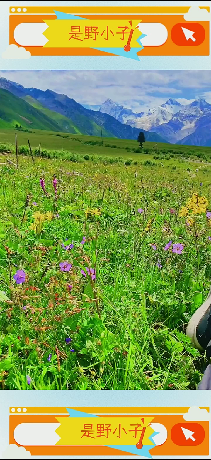 一束雪山鲜花的全球绽放