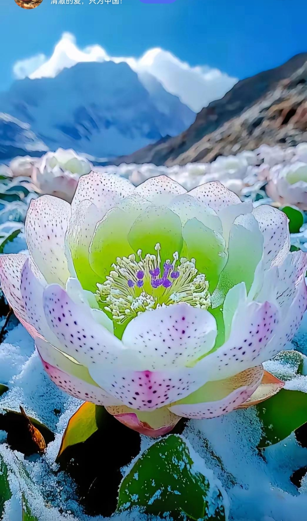 一束雪山鲜花的全球绽放