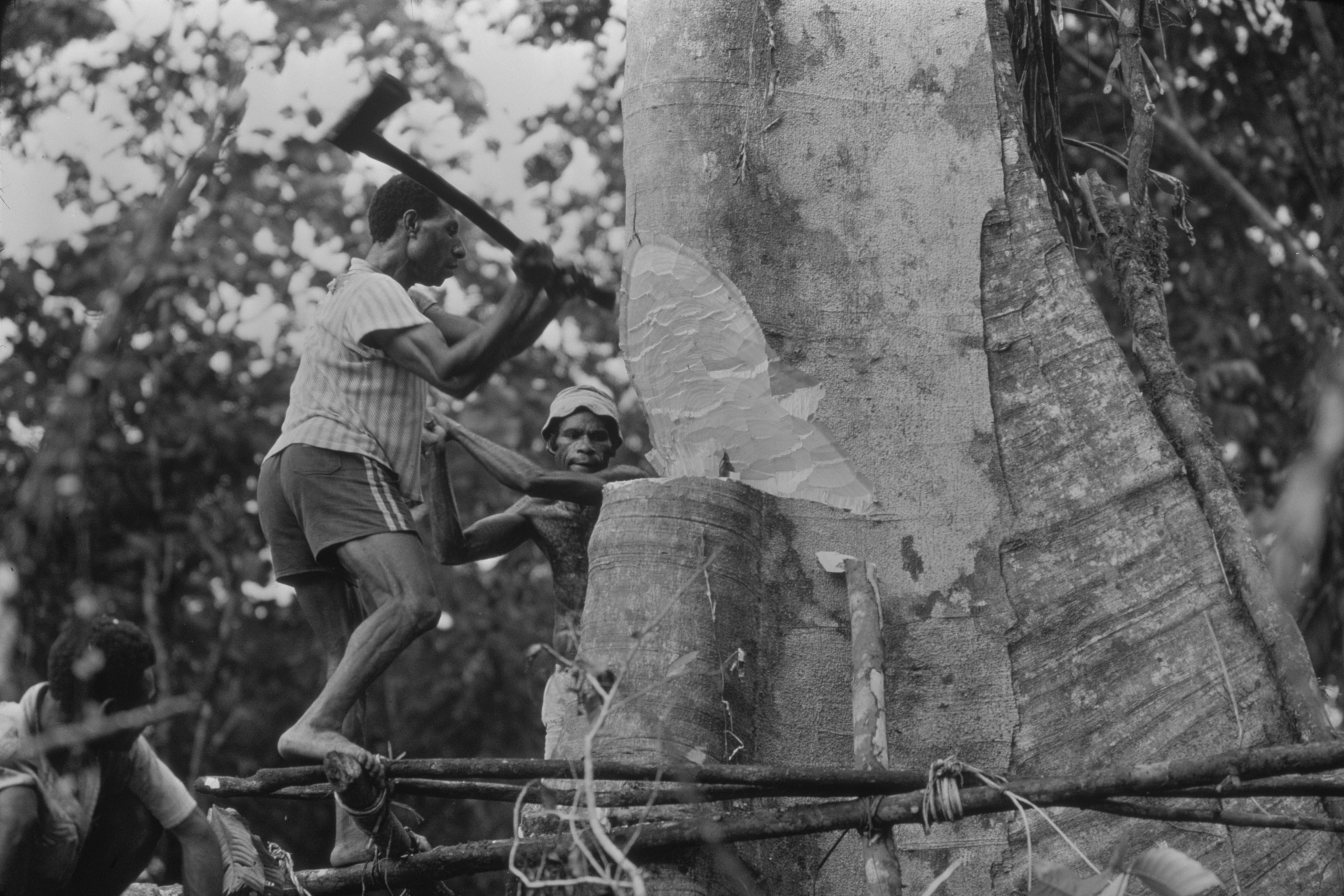 中国热科院推动油棕在我国热带北缘地区规模化种植