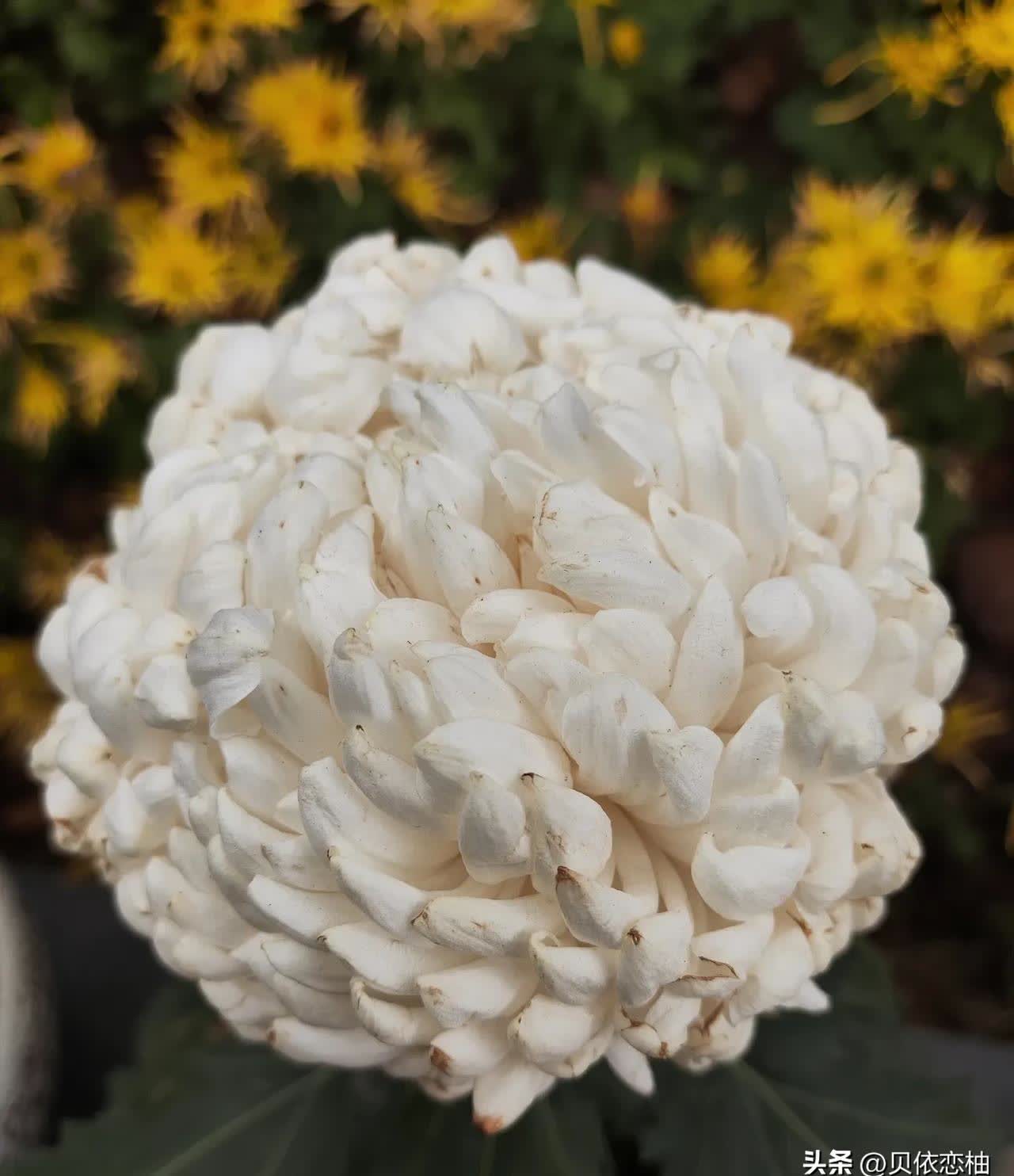 “数星星”还是“翻账本” 人形机器人引发科技投资灵魂拷问