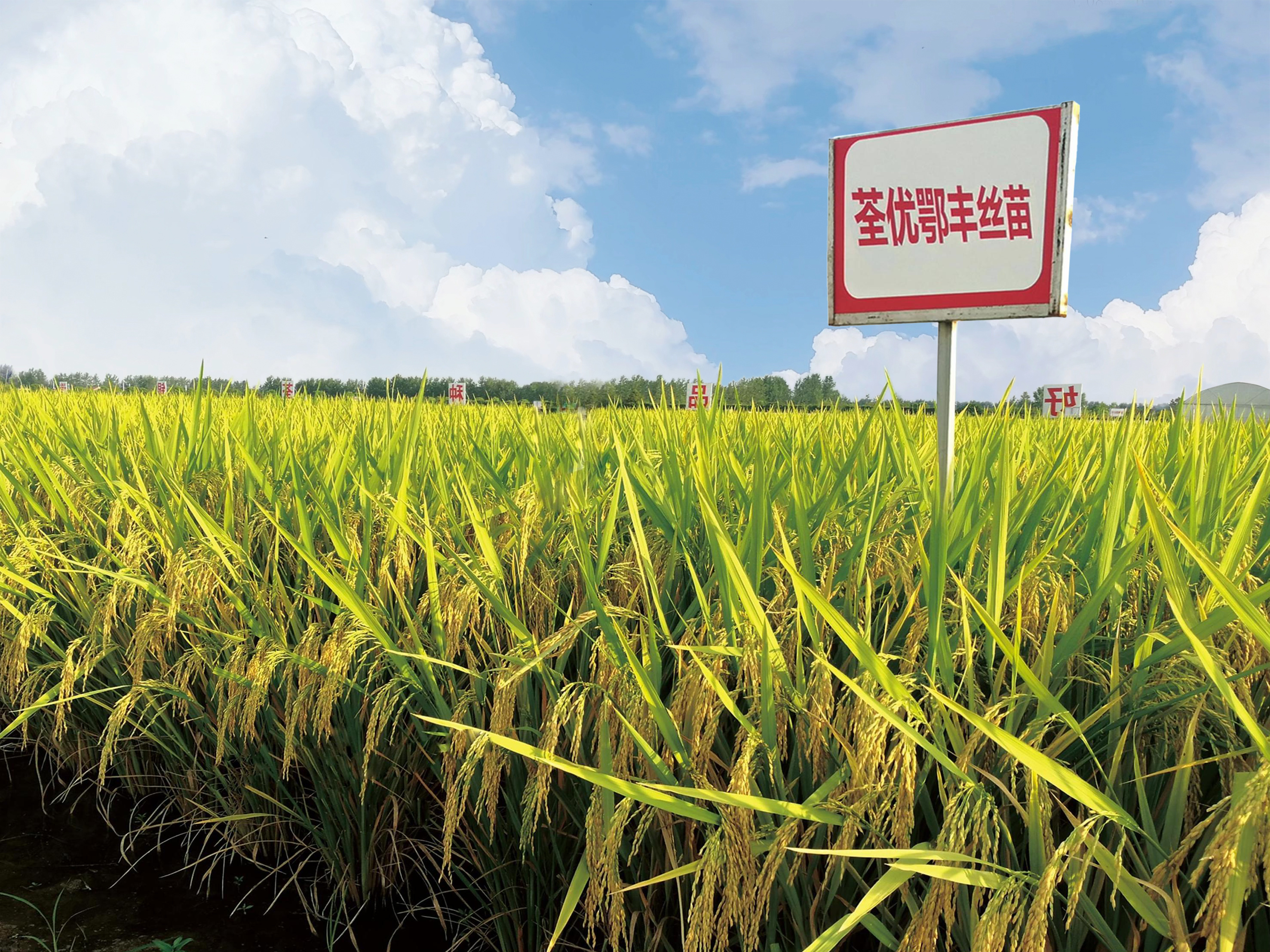 荃银高科副董事长、总经理张琴：服务国家粮食安全战略 向世界种业前十强挺进