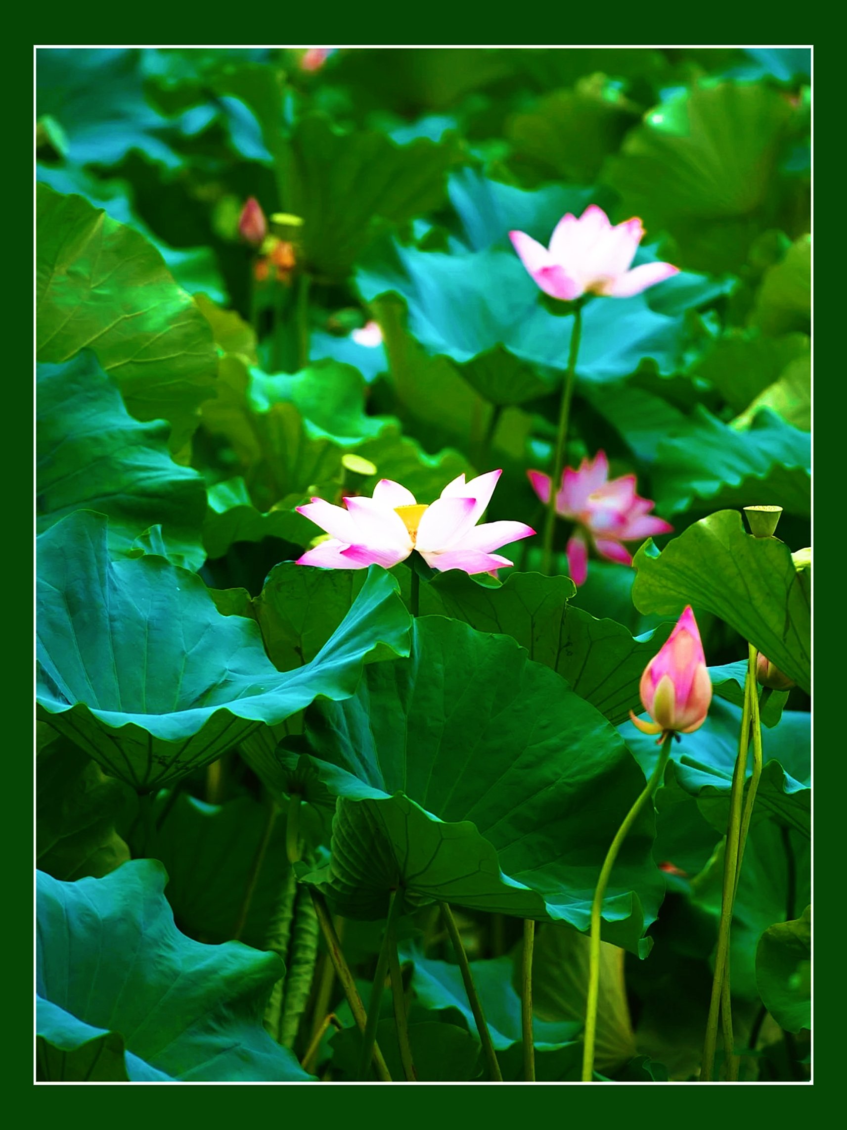 节令之美丨小暑至,觅清凉