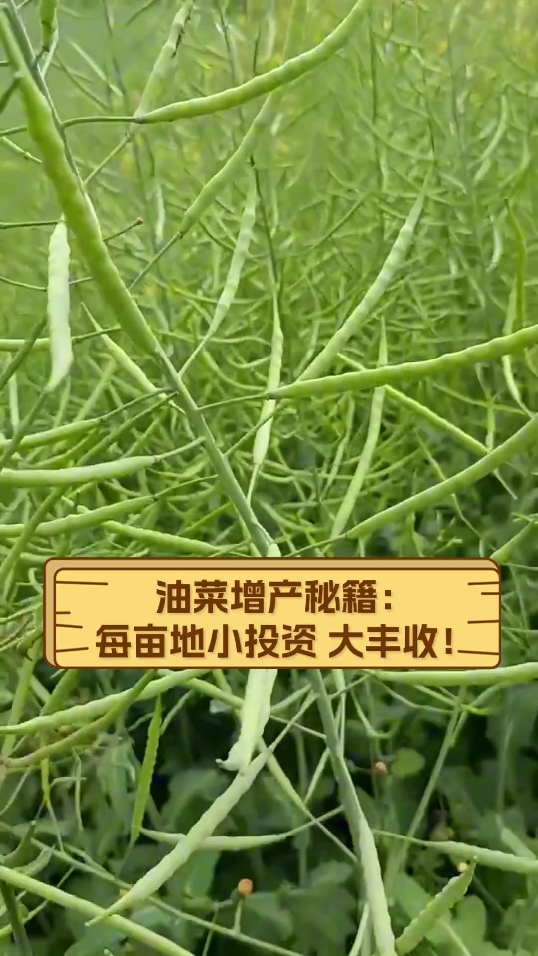 中国经济样本观察·县域样本篇丨小小油菜花何以“绽放”近百亿元产业？