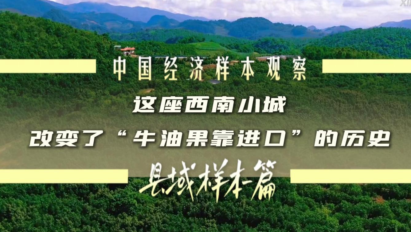 中国经济样本观察·县域样本篇丨小小油菜花何以“绽放”近百亿元产业?