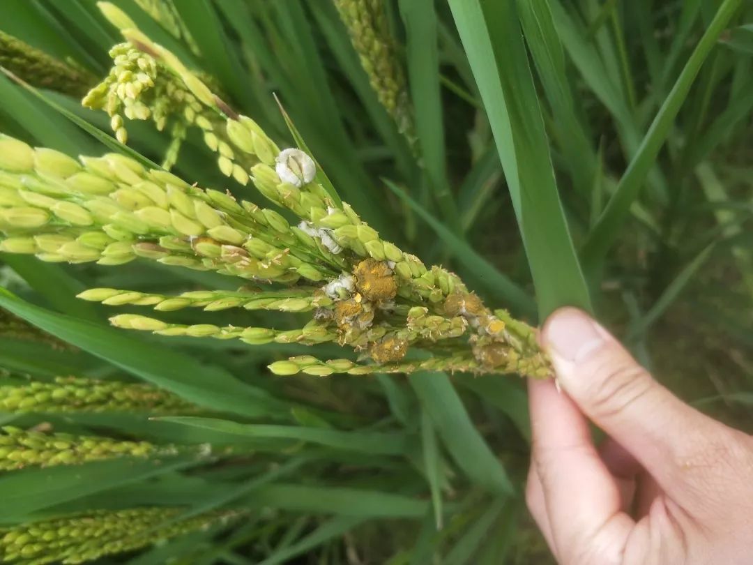 中孚实业：上半年净利润同比增长59.55% 多举措推进绿色低碳发展