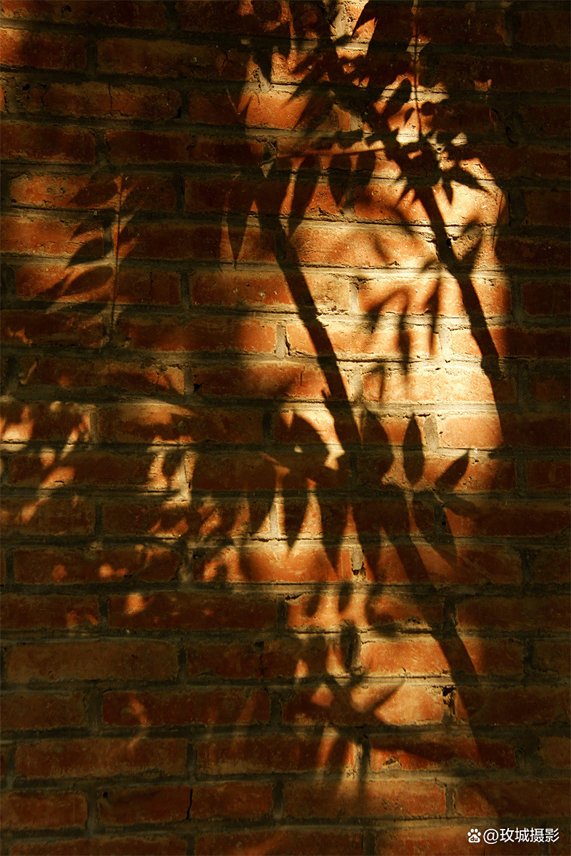 追寻时间的玫瑰 探究公募长期主义密码