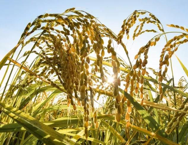 齐心协力共绘“三农”新画卷——习近平总书记在“中国农民丰收节”到来之际的节日祝贺和诚挚问候温暖人心催人奋进