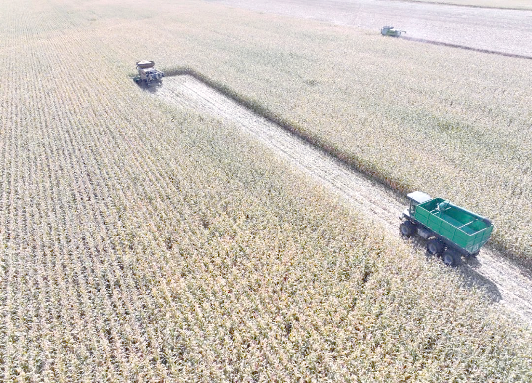 “北大仓”丰收在望