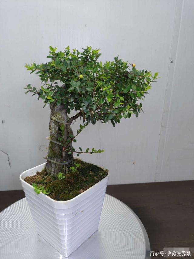 从“盆景”到“雨林” 央企“人工智能+”从何发力？