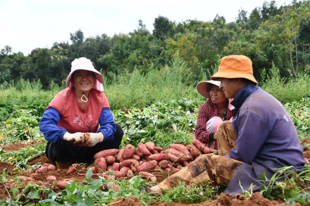 希望的田野 丰收的礼赞——写在第八个“中国农民丰收节”