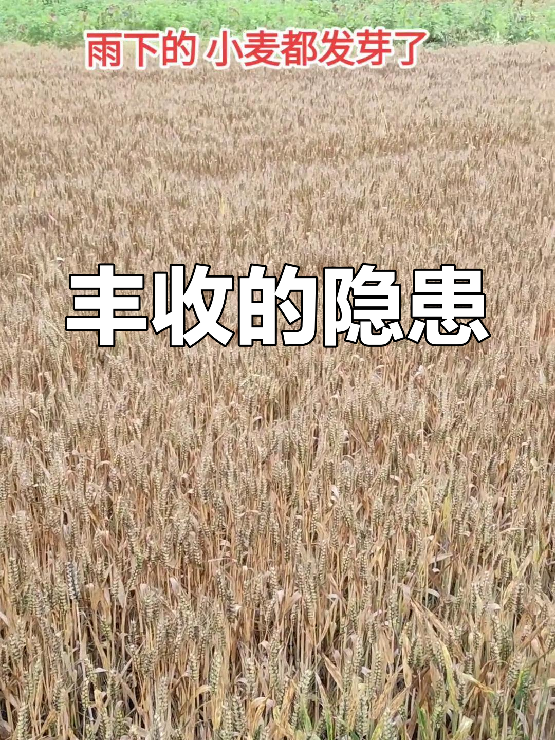 正值秋收秋种 农业生产需防连阴雨