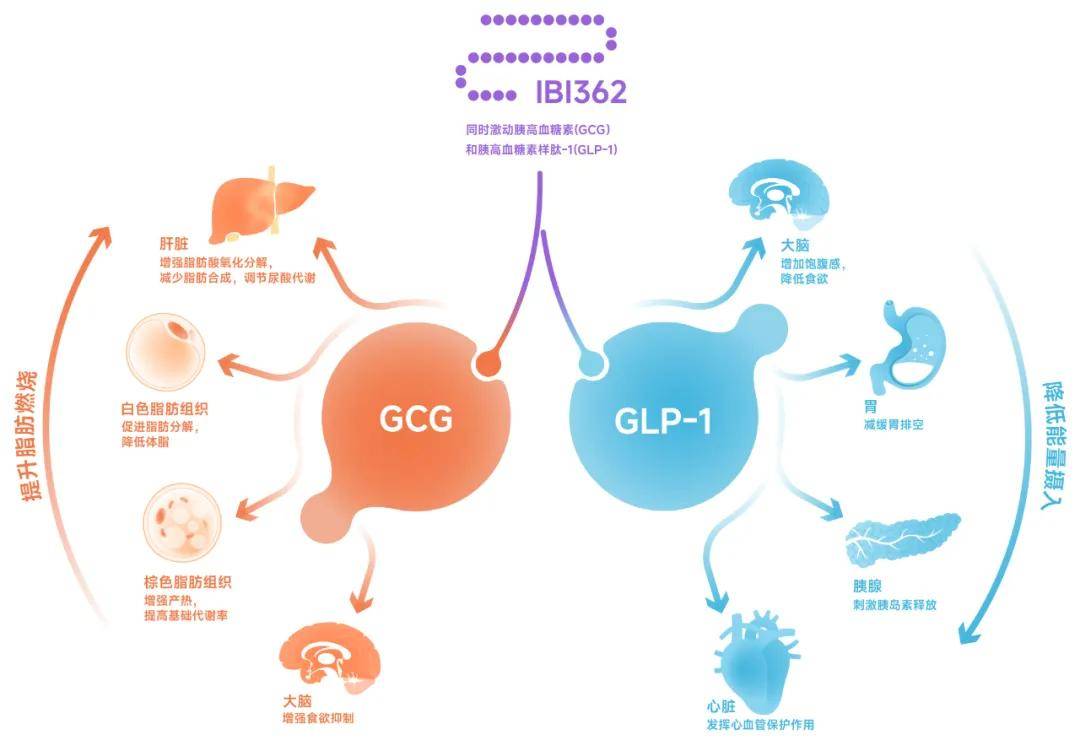 华东医药创新药迈瑞东获批上市 肿瘤管线再扩容