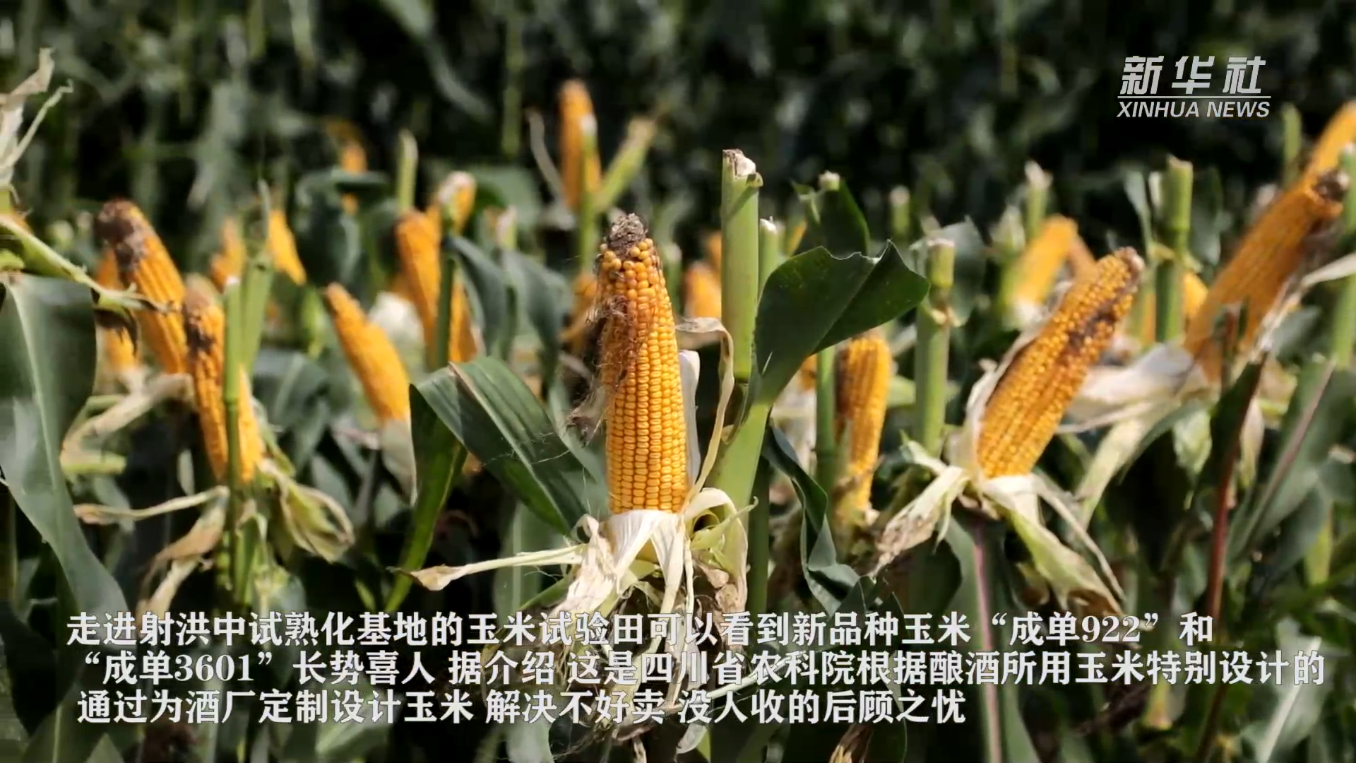 新华解码丨加快建设制造业中试平台，实施路径明确