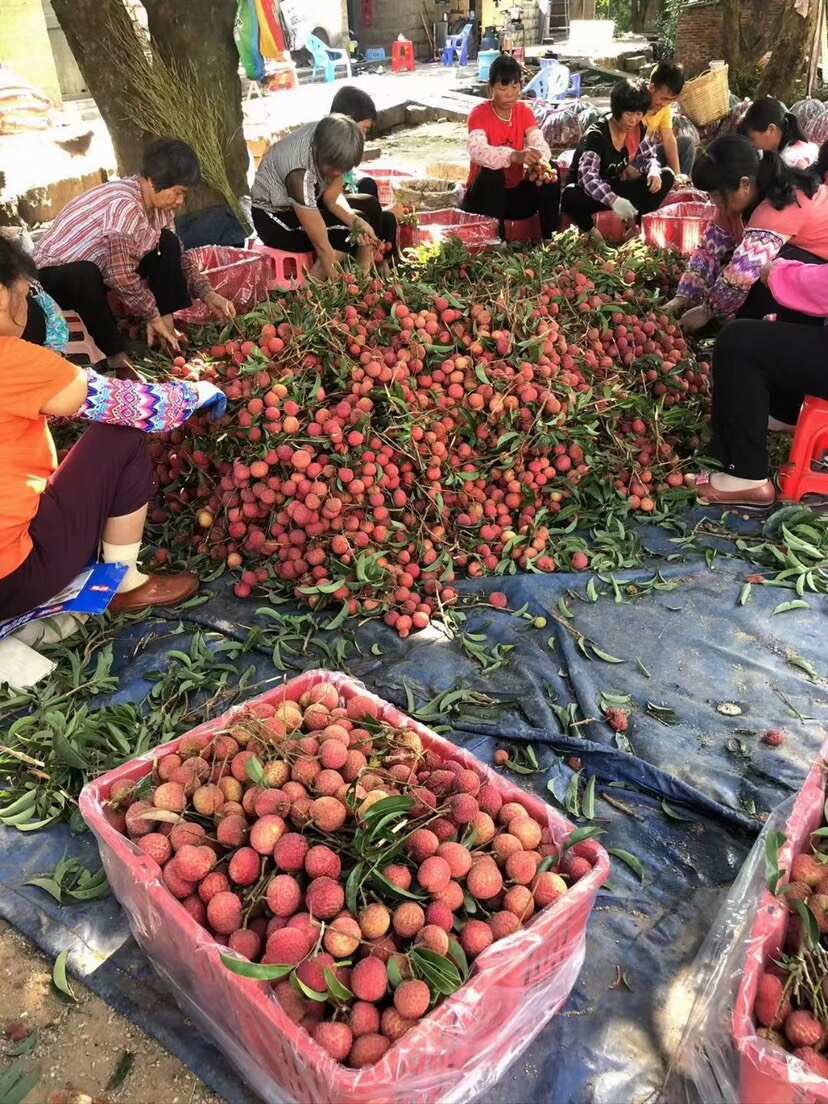 “果篮子”越做越大 我国近七成进口瓜果来自东盟