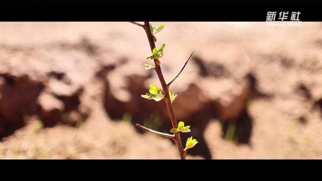 “高冷”经济看发展|绿意攀高!海拔4000米之上的绿色革命