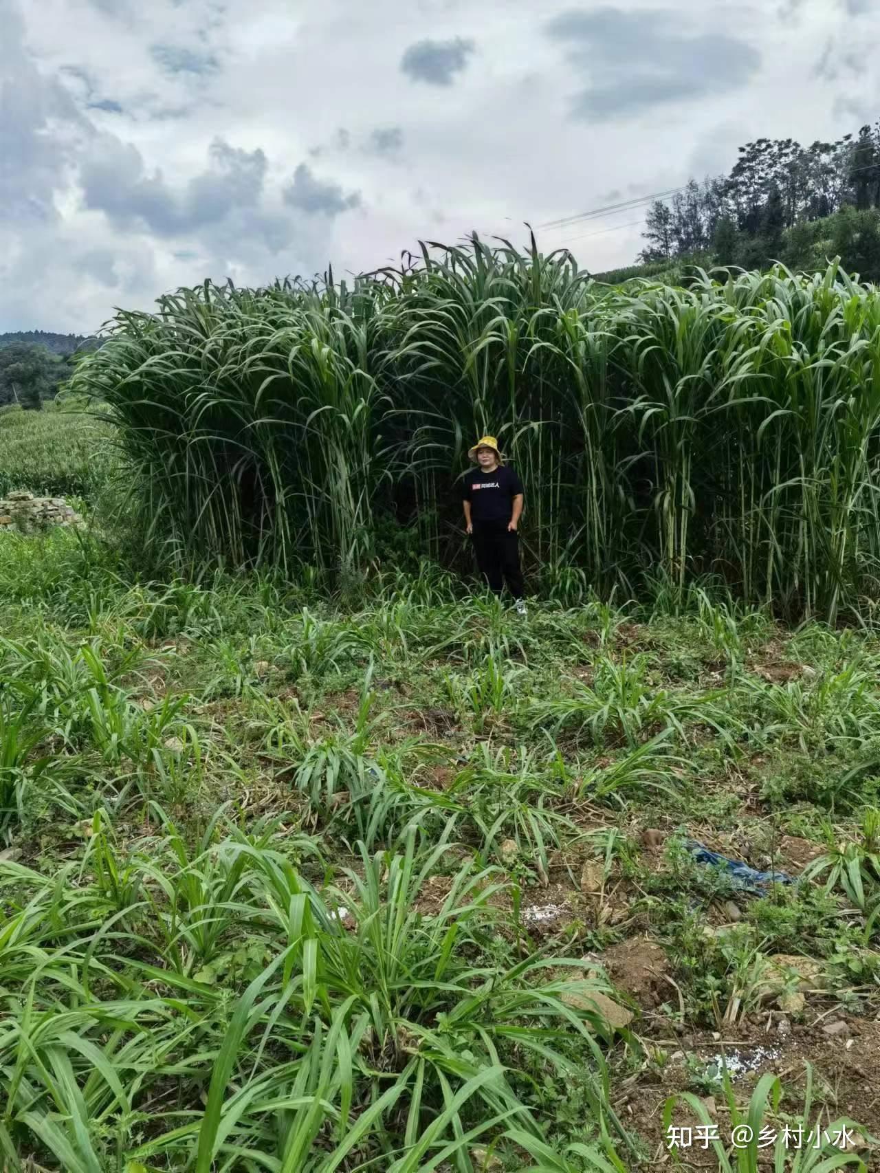 我国竹产业年产值超5200亿元