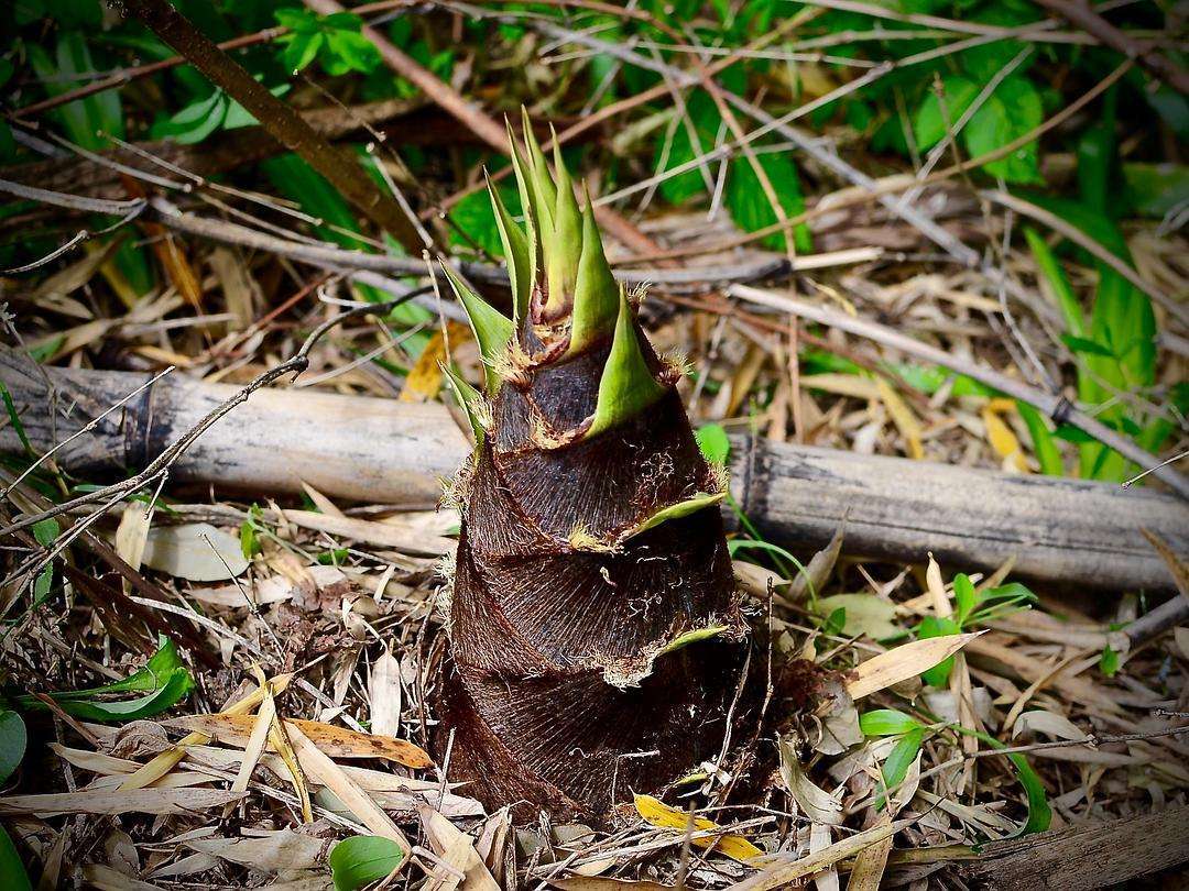 我国竹产业年产值超5200亿元