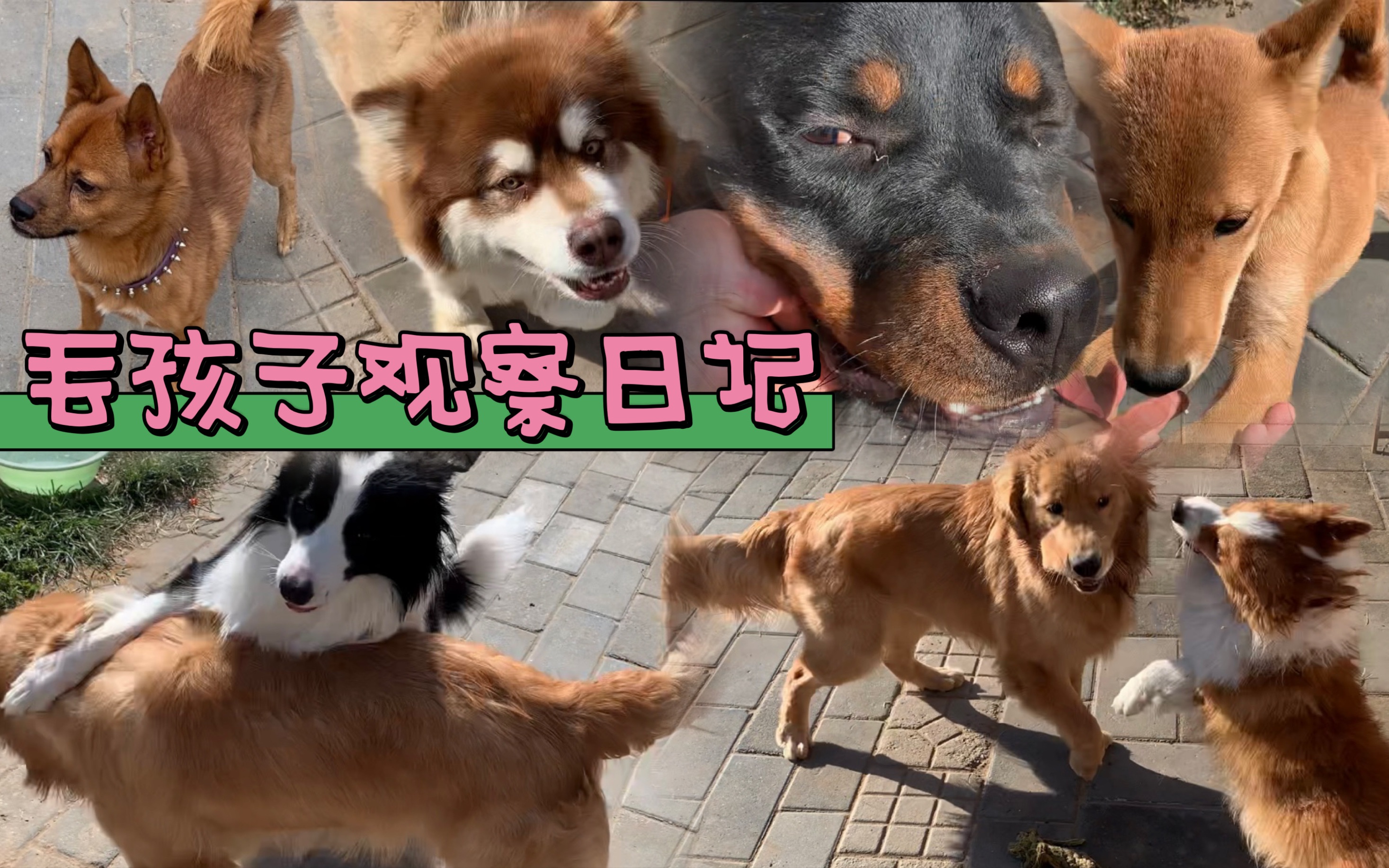 “毛孩子”医保走进直播间 难解宠物主保障之惑