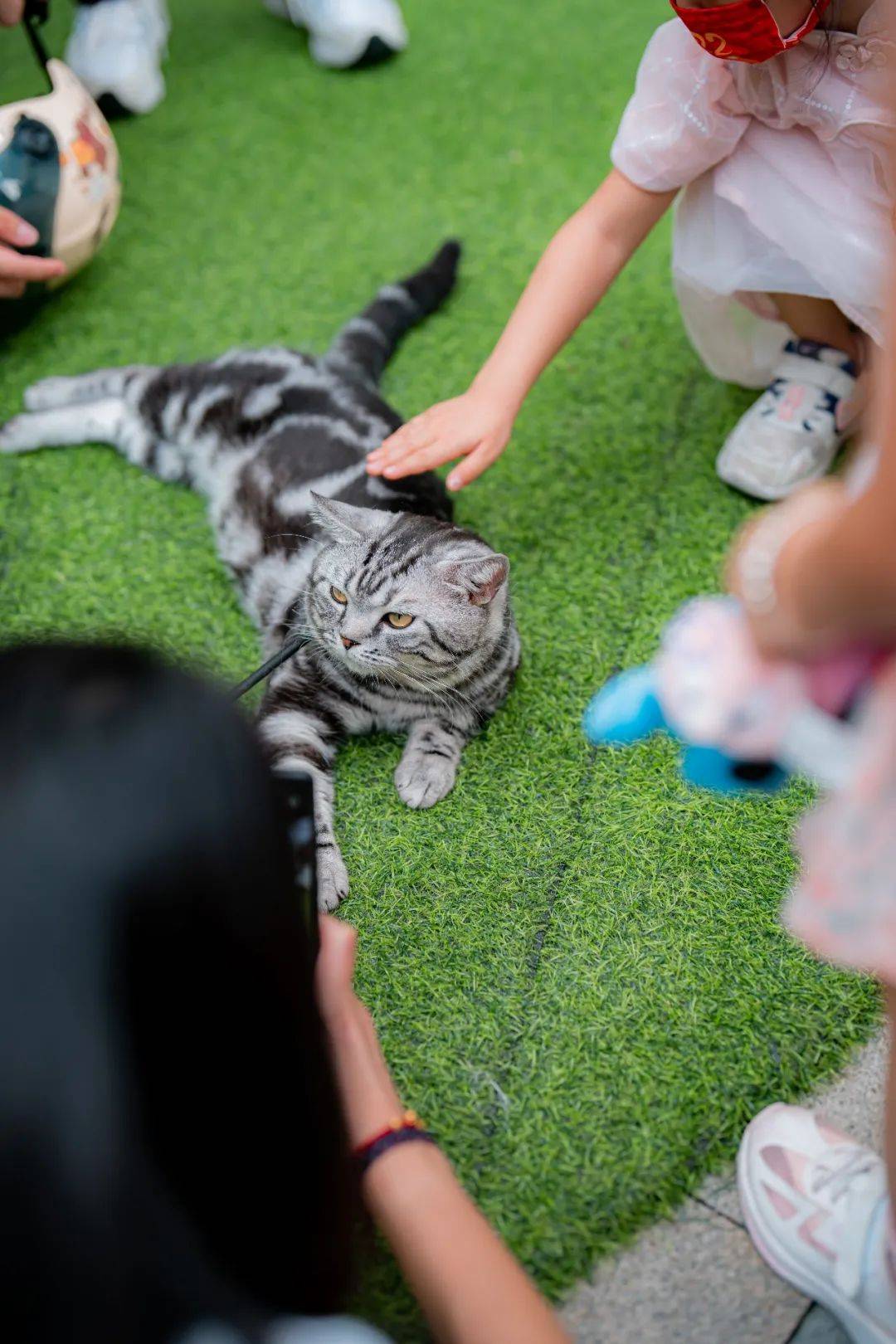 “毛孩子”医保走进直播间 难解宠物主保障之惑